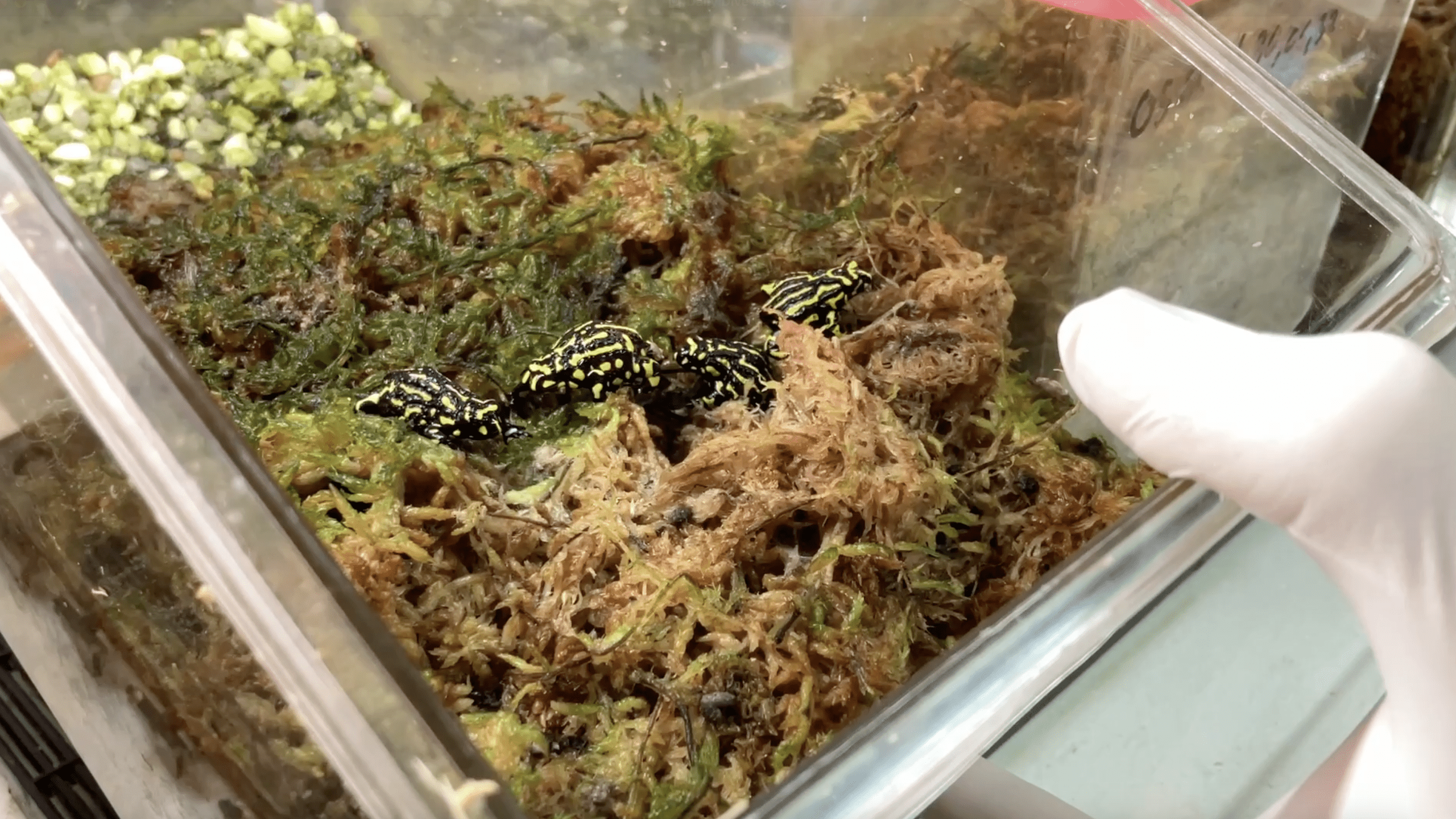 Daily Dive # 183 | An Ark for the Northern Corroboree Frog at Australia’s Taronga Zoo